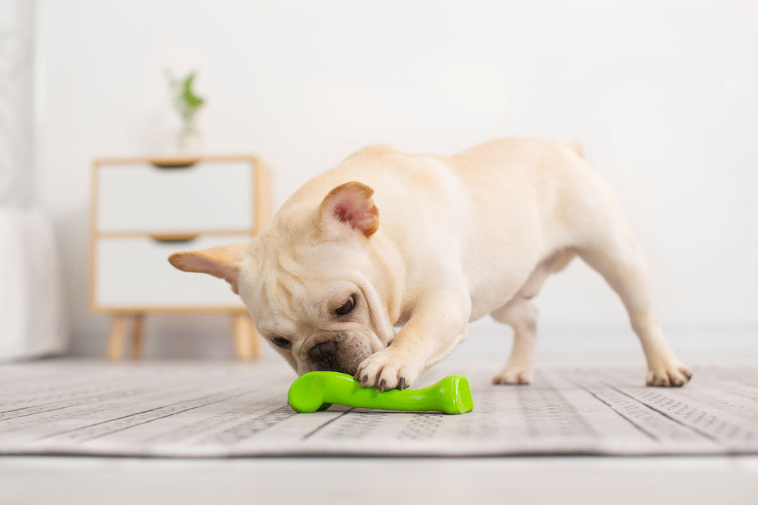 How to Safely Clean Your Dog's Toys