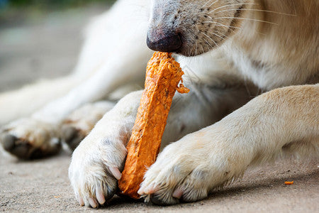 How to Stop Your Dog From Chewing