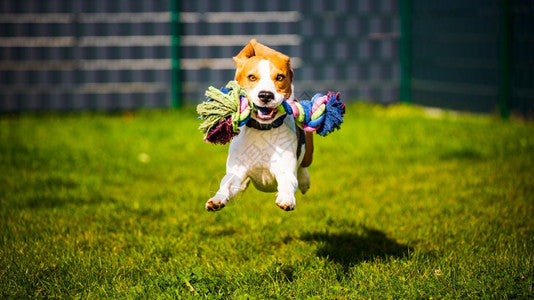 How to Stop a Dog From Jumping Up: A Guide to Polite Greetings