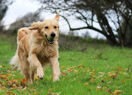 A break from walkies! Five easy exercise tips for dogs