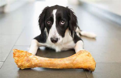 Feeding Raw Bones to Dogs - A Chew-some Adventure