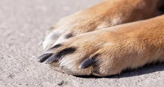 A guide to cutting your dog’s nails