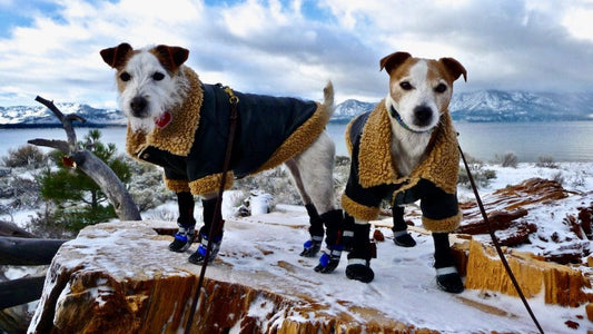 PAWRIO  Dog Boots for Every Weather & Situation