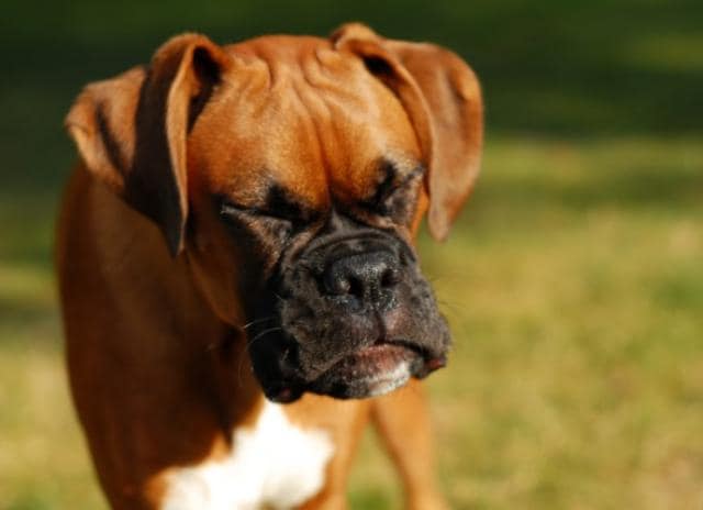 Why does my dog sneeze?