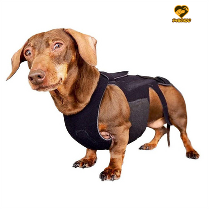 Back Brace for Dogs