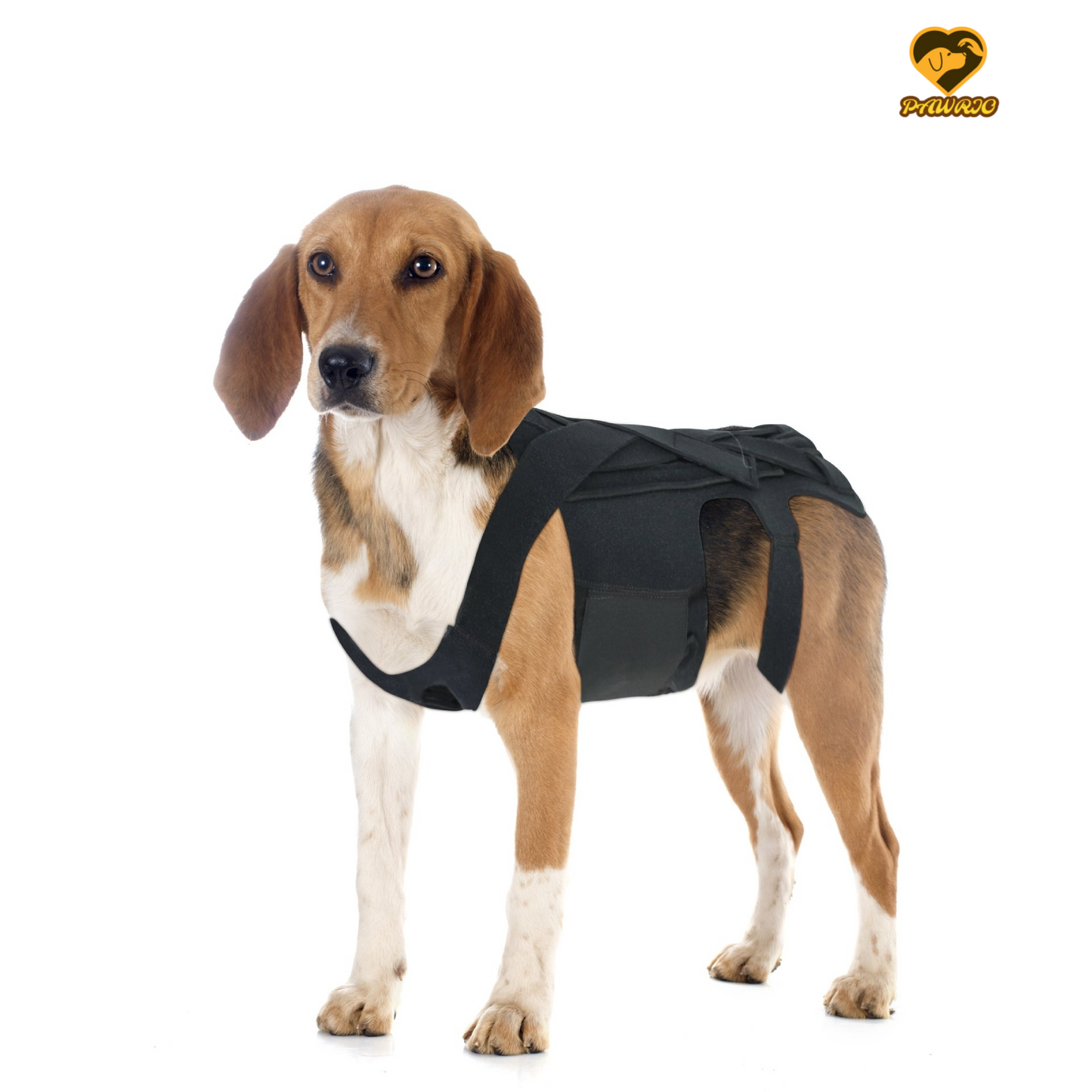 Back Brace for Dogs