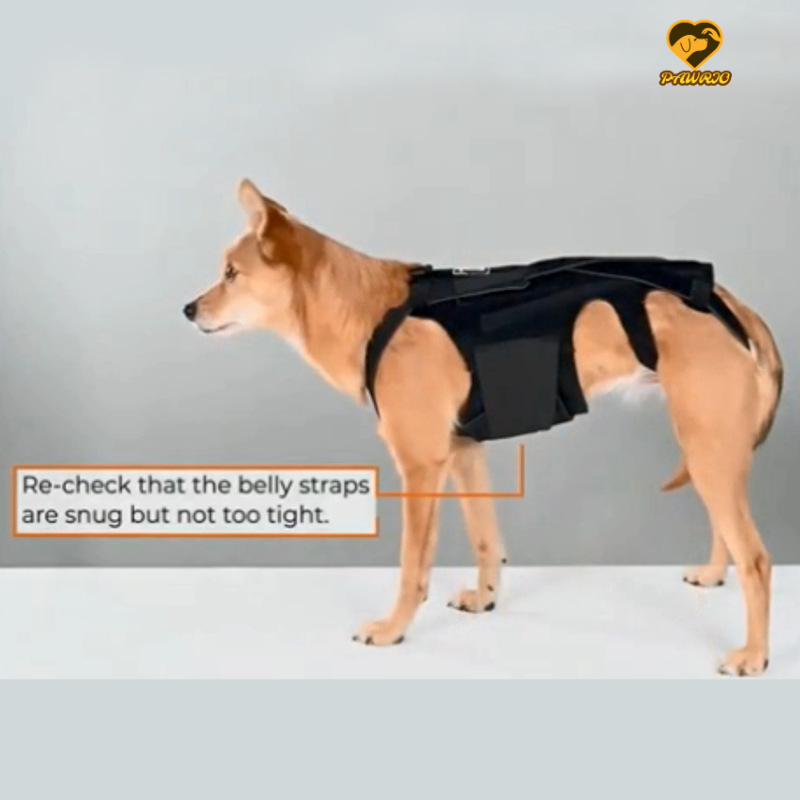 Back Brace for Dogs