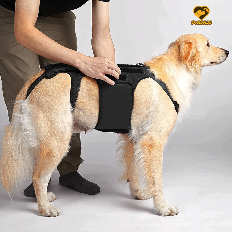 Back Brace for Dogs