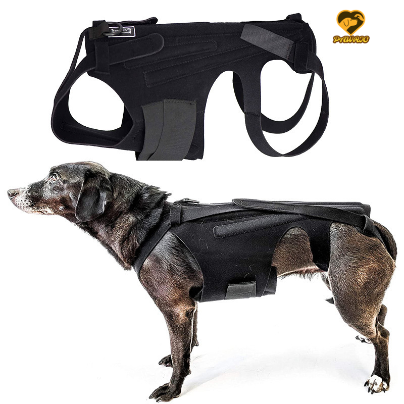 Back Brace for Dogs