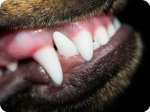 Dientes para mascotas COAZAN. ProBright Dental Powder - Ambientador para el aliento de perros - Limpieza de dientes fácil - Se enfoca en el sarro y el mal aliento - Formulado para perros grandes 