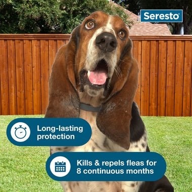 Seresto Collar de prevención y tratamiento contra pulgas y garrapatas para perros grandes recomendado por veterinarios para perros de más de 18 libras | 8 meses de protección 