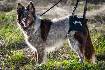 Airlift One Amputee Harness - Back End