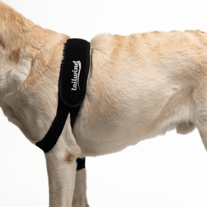 Elbow Brace for Dogs - Improves Mobility (Joint Support)