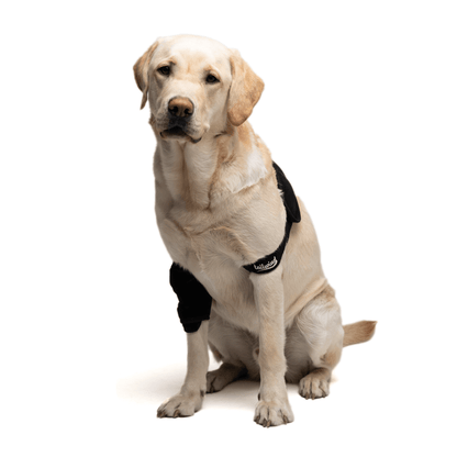 Elbow Brace for Dogs - Improves Mobility (Joint Support)